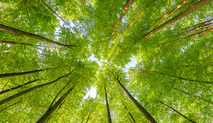 green-trees-sky-sustainability-bdo