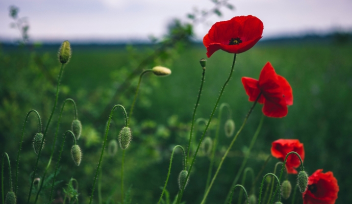 red-poppy-flowers-in-the-field-bdo